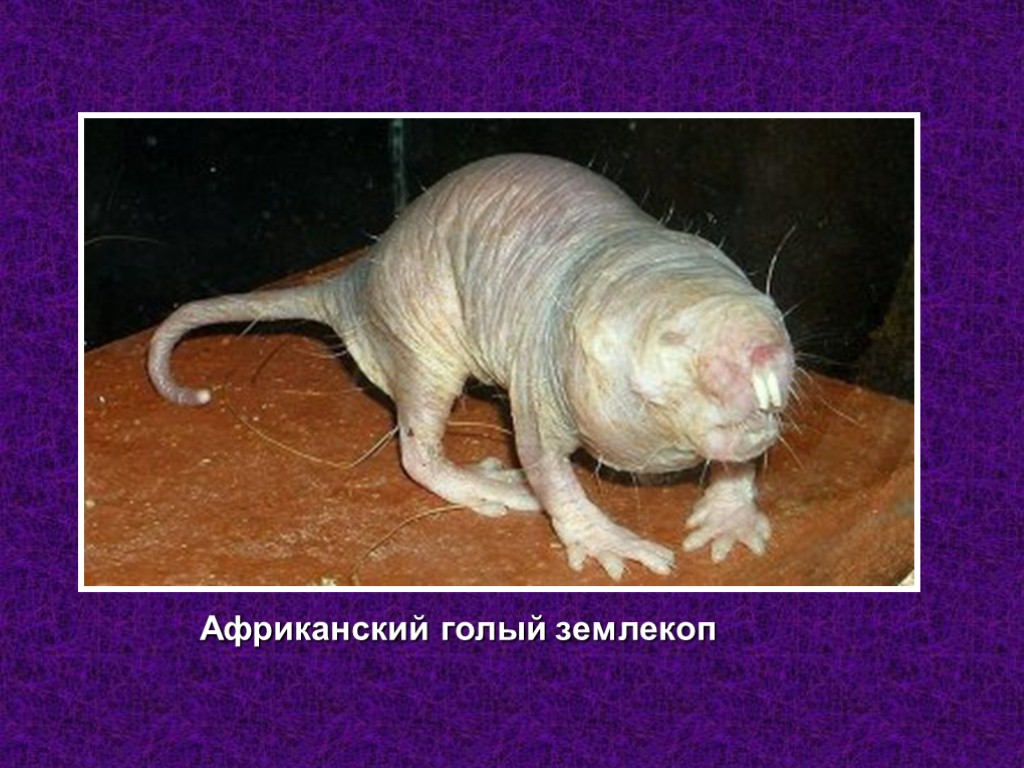 Африканский голый землекоп Африканский голый землекоп